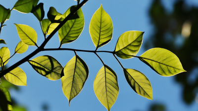 EVENTO | Dare un valore alla natura: crediti e servizi ecosistemici