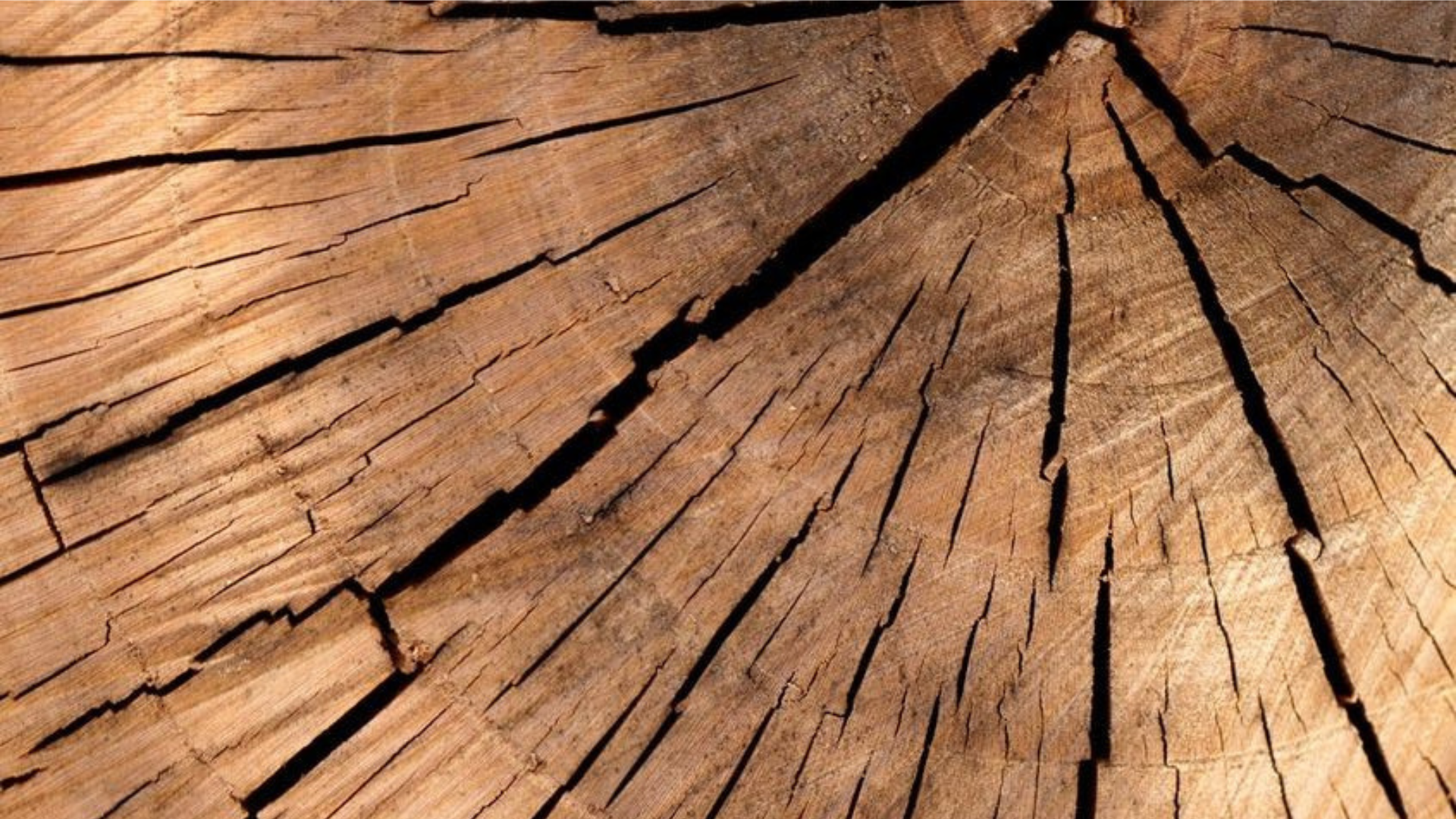 EVENTO | Legno, edilizia sostenibile e innovazione